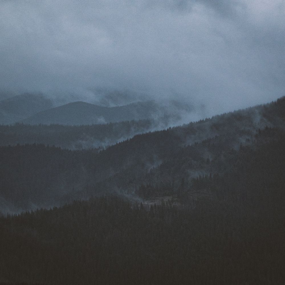 Forest Landscape