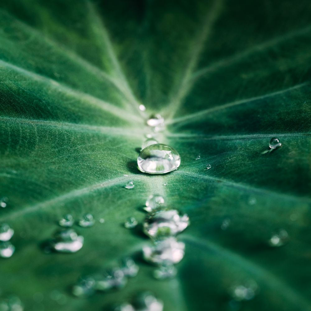 Fern Leaf